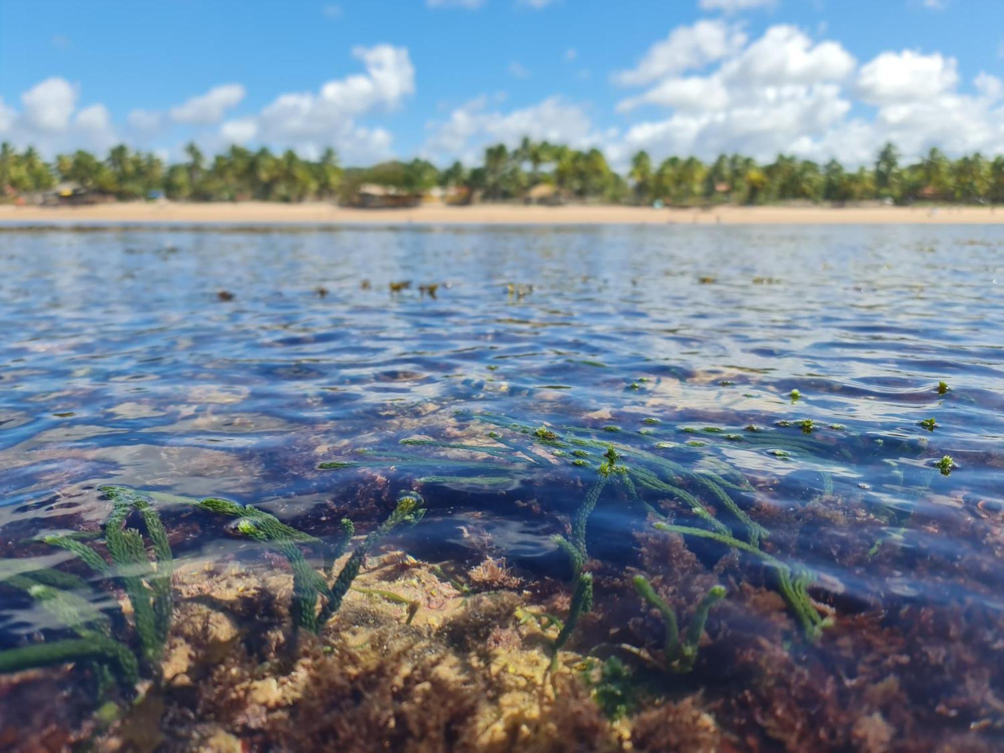 Praia dos Algodoes Laus Bangalos Experience - Piscina Privativa - Praia De Algodoes - Peninsula De Marau - Bahia מראה חיצוני תמונה